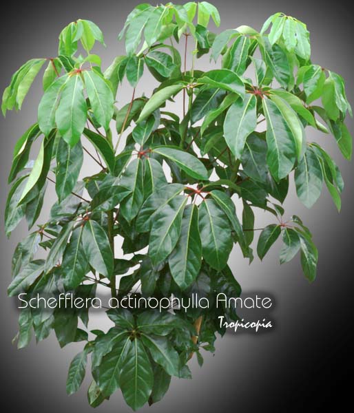 Schefflera - Schefflera actinophylla Amate - Plante parapluie - Umbella plant